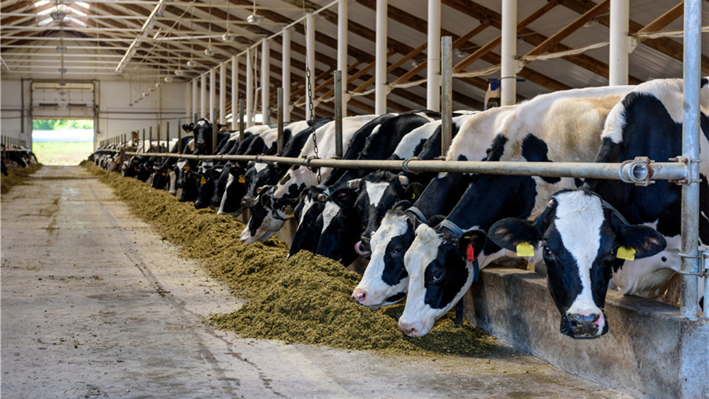 Large-Flow Pumps: Revolutionizing Livestock Farming in Azerbaijan