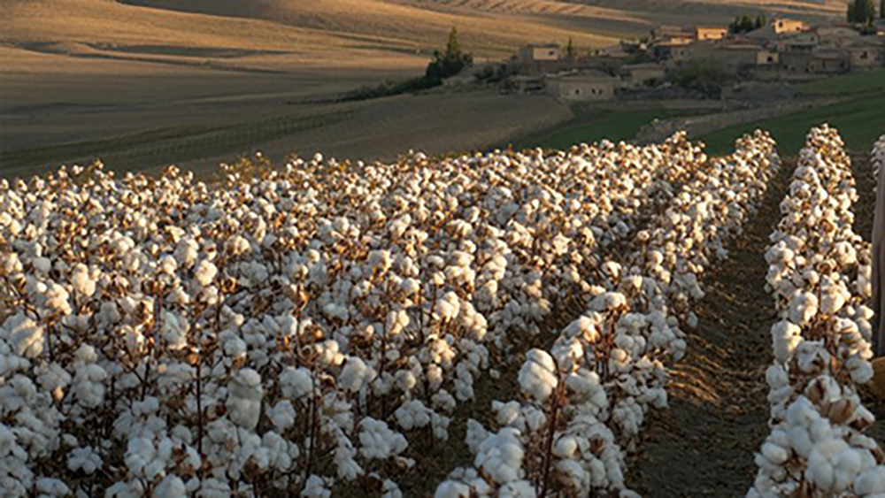 Water Pumps for Cotton and Grain Farming in Azerbaijan Water Pumps for Cotton and Grain Farming in Azerbaijan