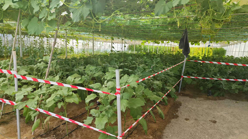 High-Flow Centrifugal Pumps for Greenhouse Irrigation: A Practical Case Study on Energy Efficiency with the S2DK Pump