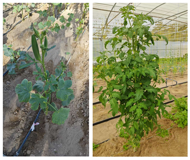 High-Flow Centrifugal Pumps for Greenhouse Irrigation: A Practical Case Study on Energy Efficiency with the S2DK Pump