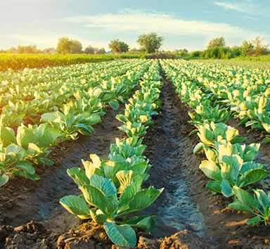 Selecting the Best Agricultural Irrigation Pump for Your Farm: A Comprehensive Guide