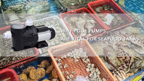 Why Pool Pumps Are Vital for Seafood Tanks