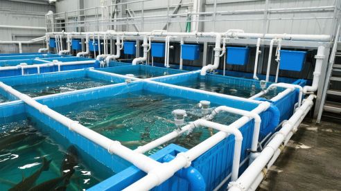 Optimized Pumping Solutions for Aquaculture and Recirculating Aquaculture Systems