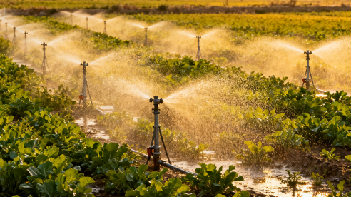 Drip Irrigation Systems Transform Azerbaijan's Agriculture with Energy-Efficient Pumps