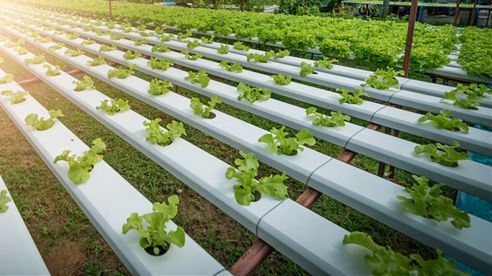 Submersible Pumps for Fertilizer and Irrigation Mixtures in Azerbaijan