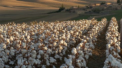 Water Pumps for Cotton and Grain Farming in Azerbaijan