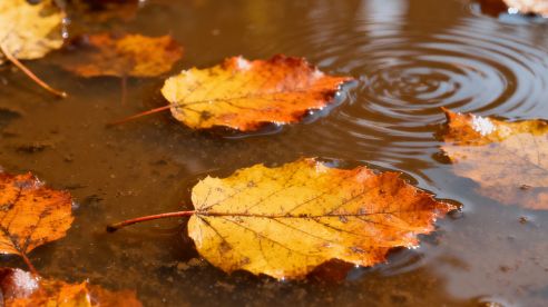 Best Pump Solutions for Autumn Leaf-Filled Wastewater